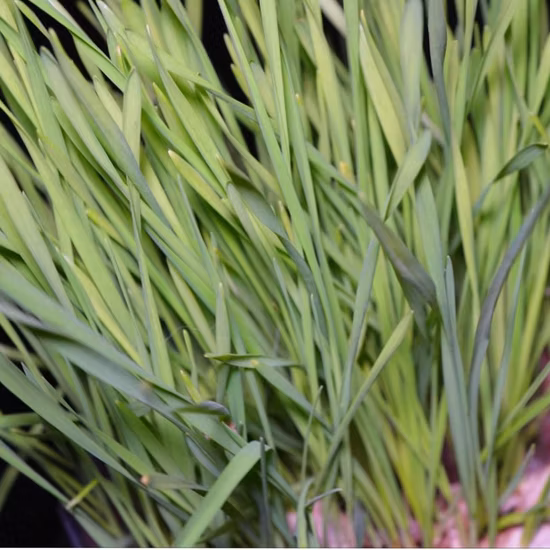 Extrato vegetal de grama de trigo sarraceno orgânico em pó